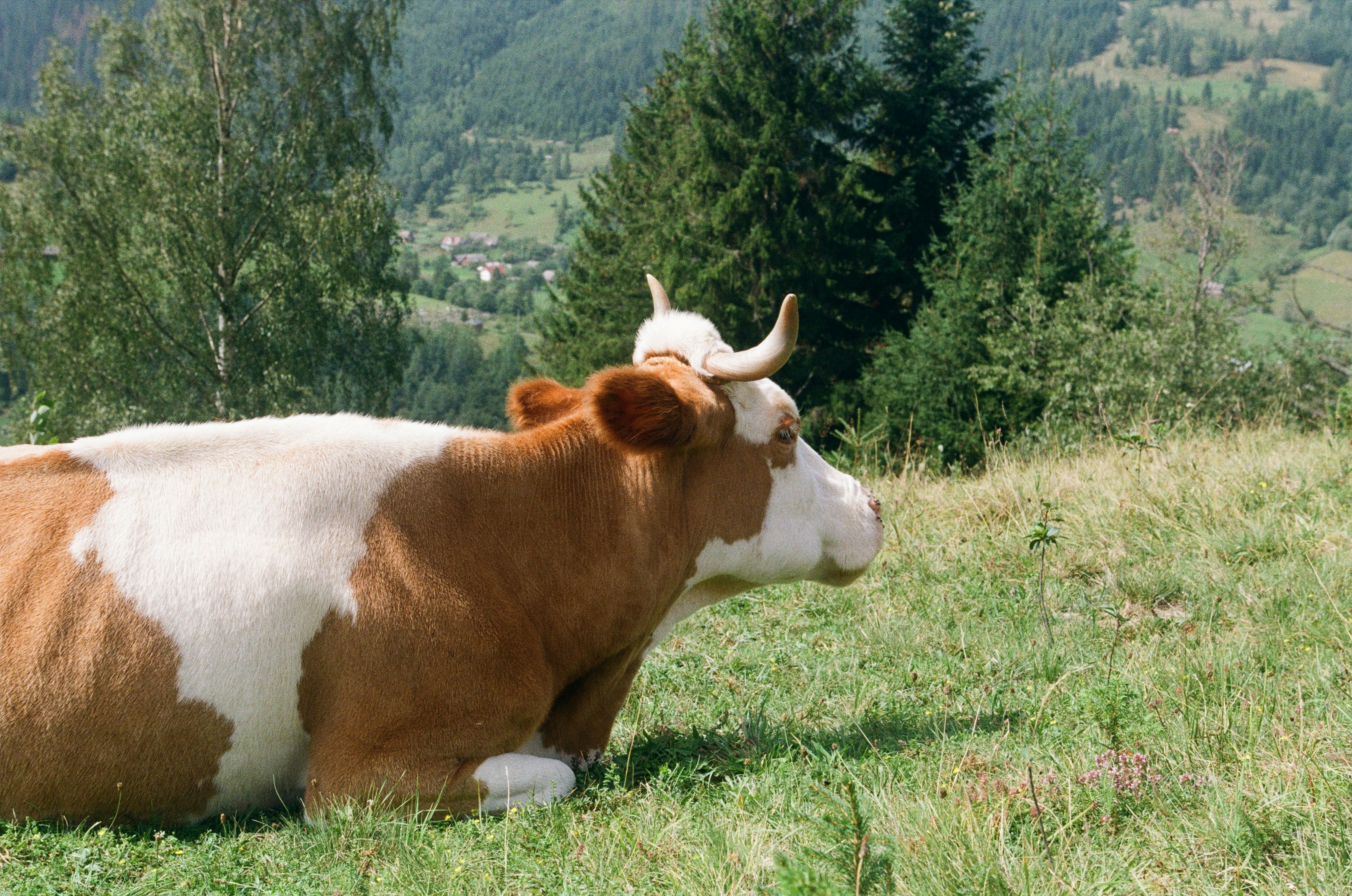 The Protein Paradox (image credits: unsplash)