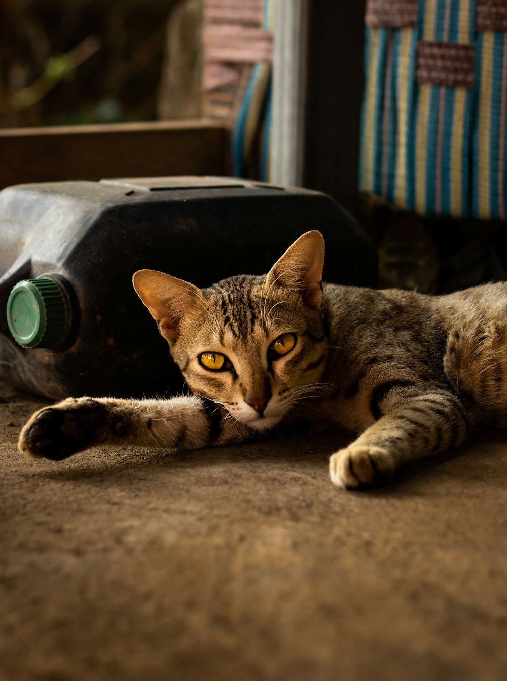 a cat laying on the ground next to a bottle