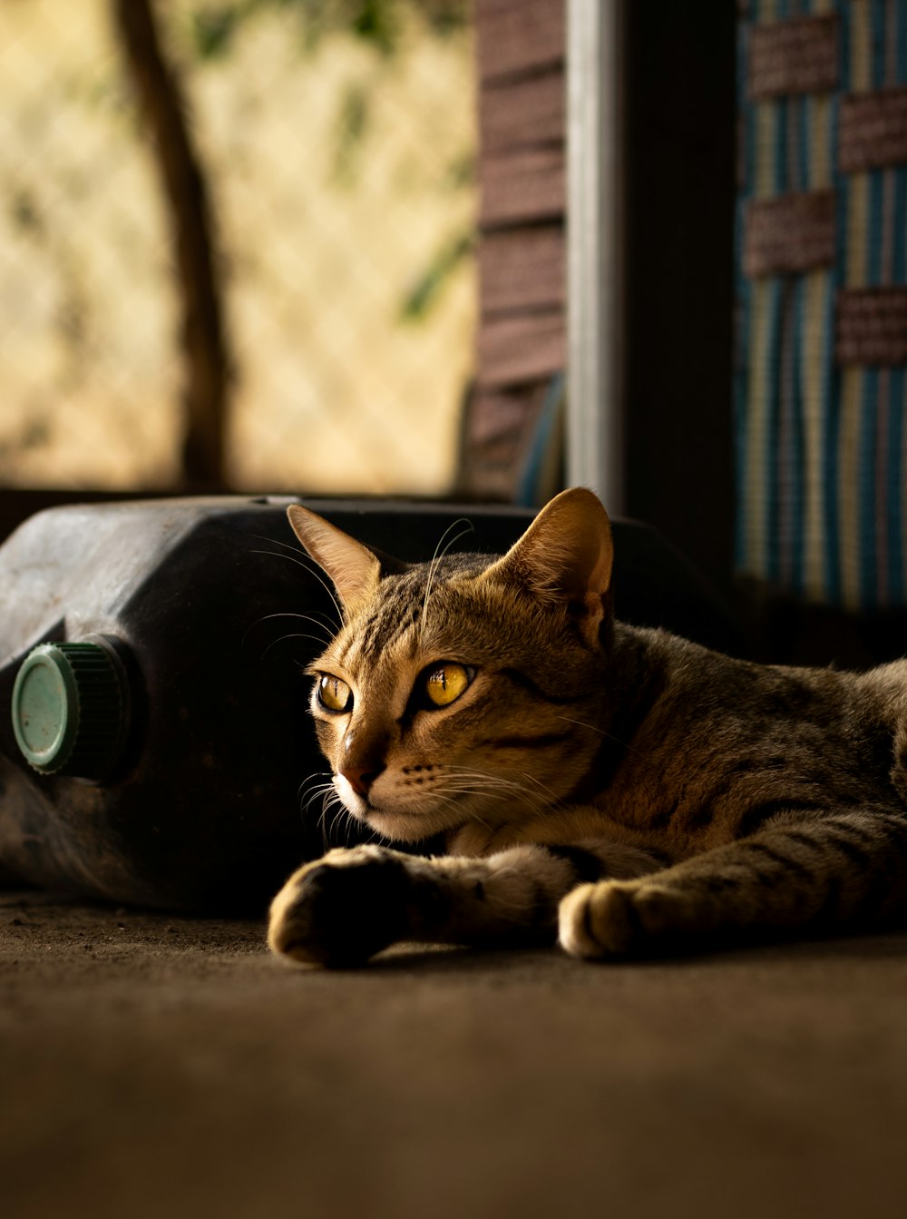 a cat laying on the ground next to a bottle