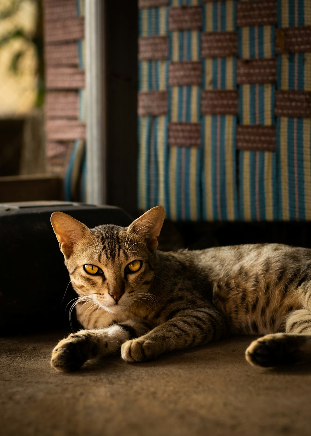 a cat laying on the ground next to a suitcase