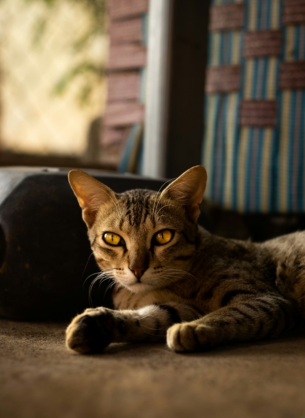 a cat laying on the floor next to a chair