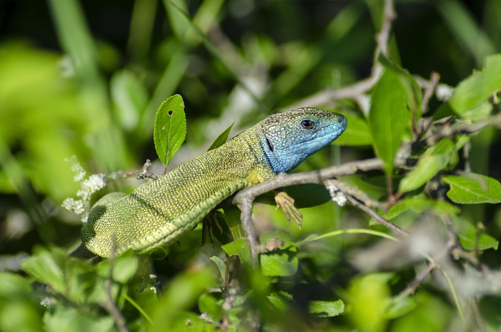 a blue and green lizard sitting on top of a tree branch