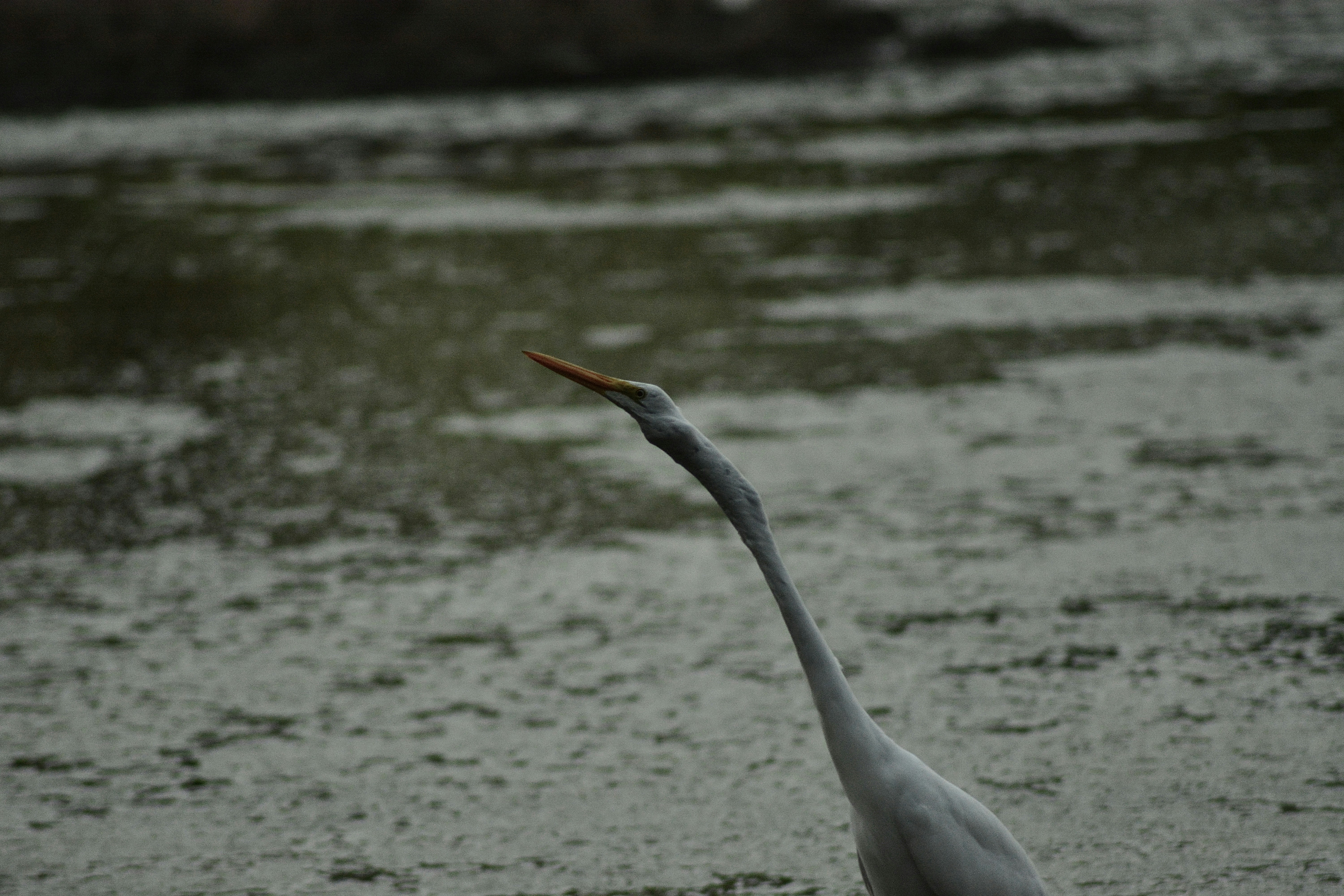 Riverside's White Sentinels: How to Tell Your Egrets Apart