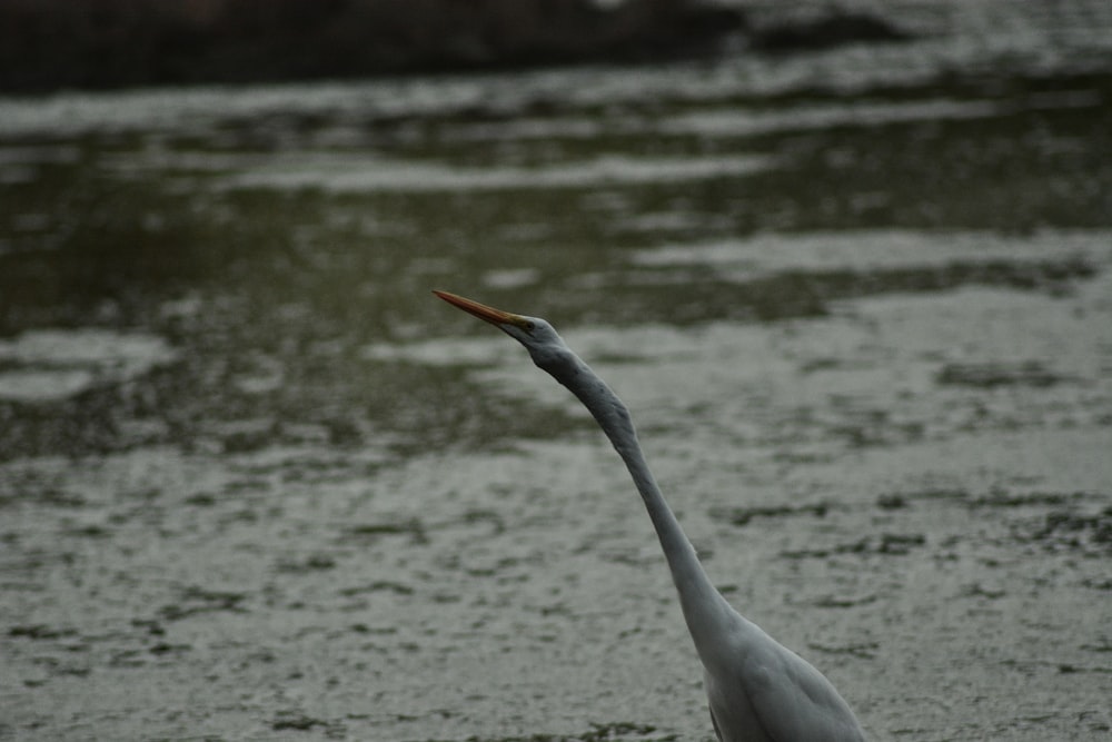 a large white bird standing on top of a body of water