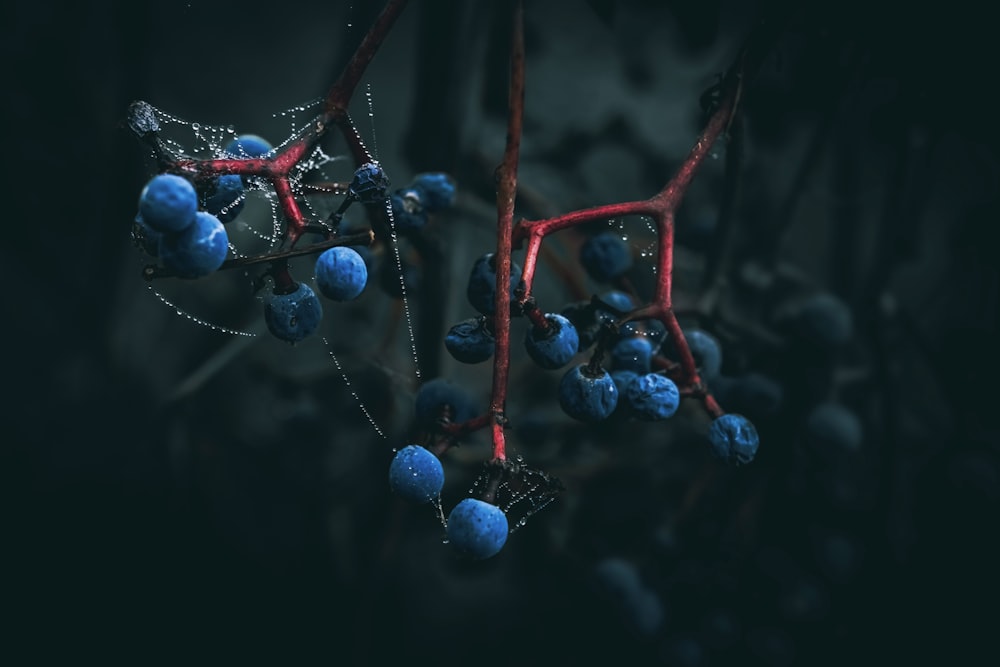 a bunch of blue berries hanging from a tree