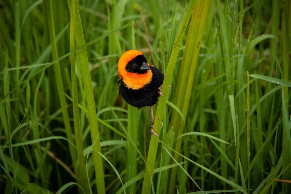 a black and orange bird sitting on top of a green plant