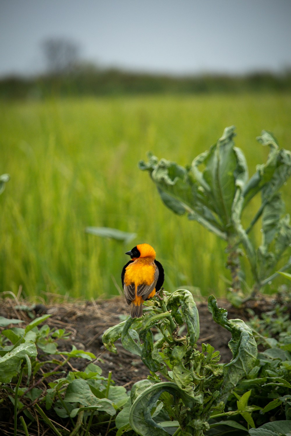 a small bird sitting on top of a lush green field