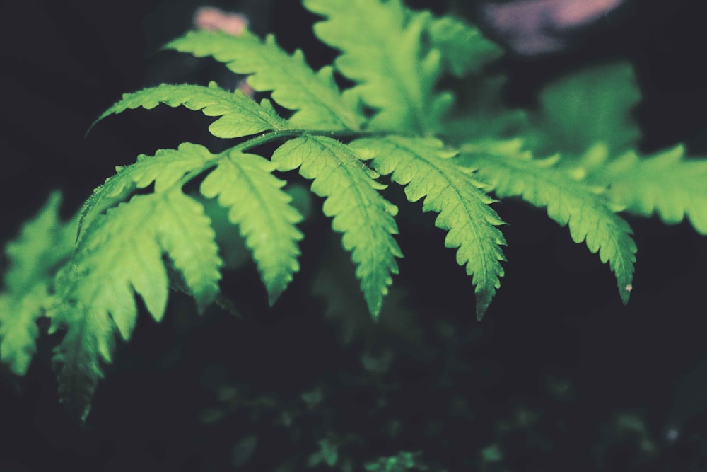 a close up of a green leaf on a plant