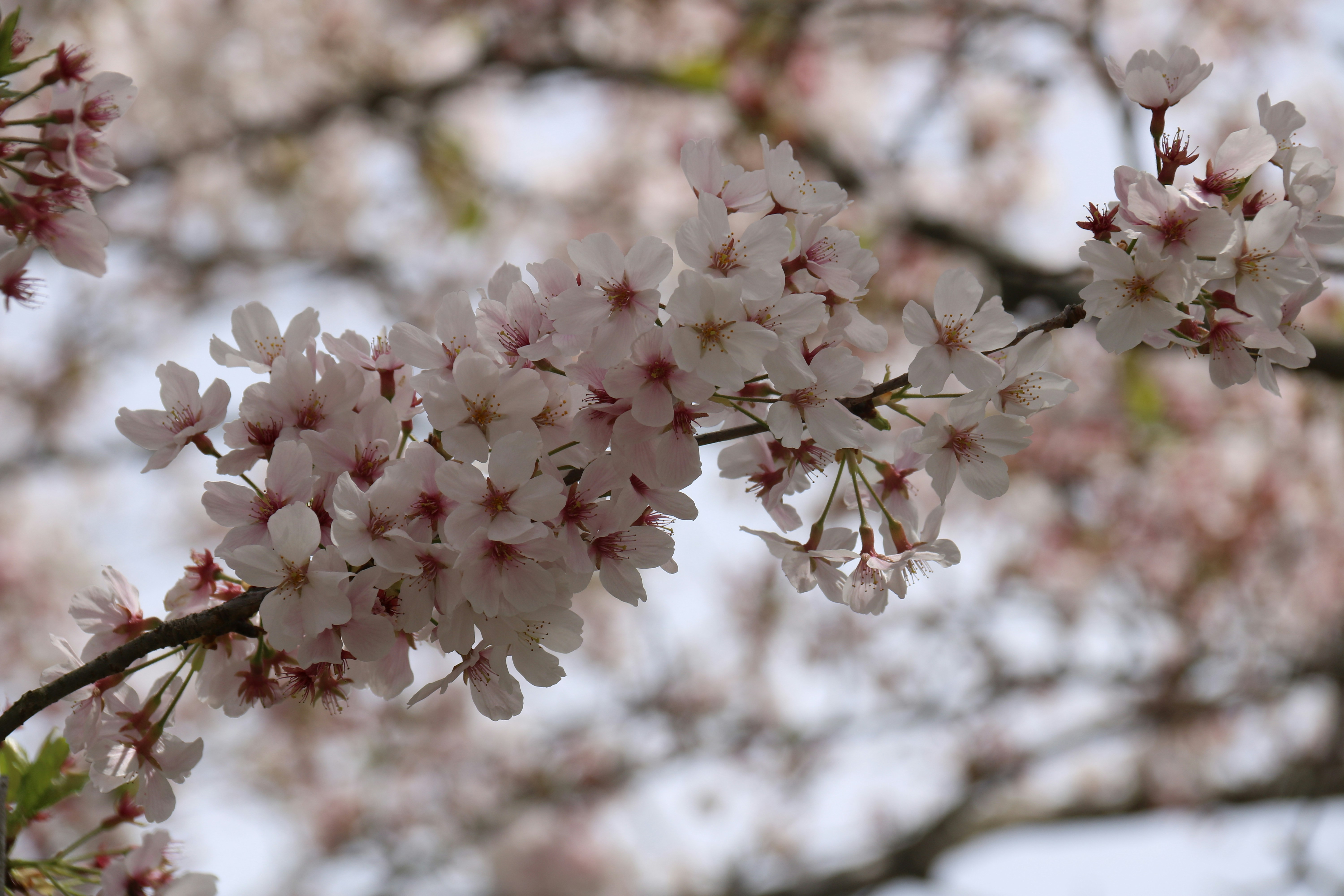 Photo by jes_maru