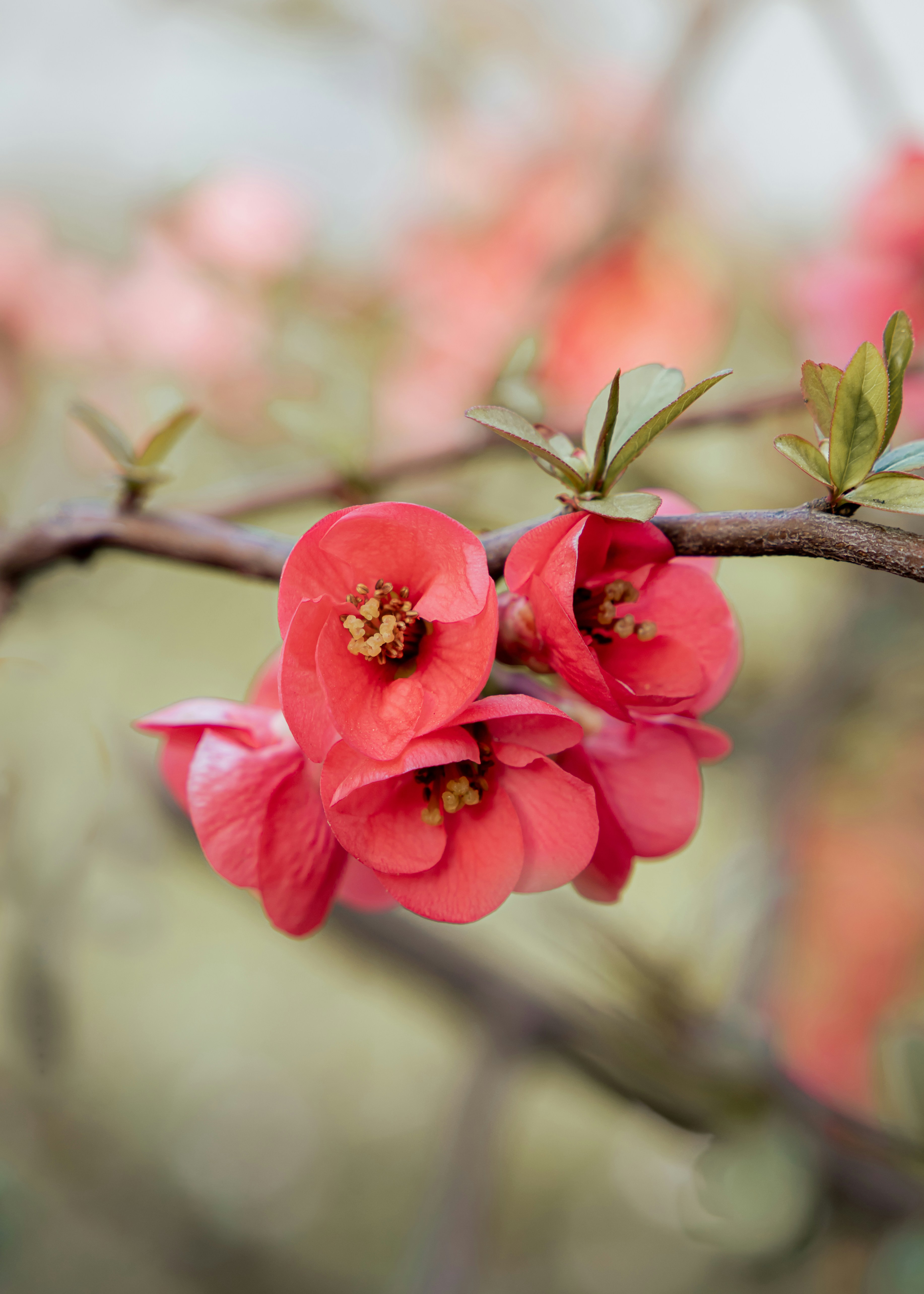 eine Nahaufnahme eines Zweiges mit Blumen darauf