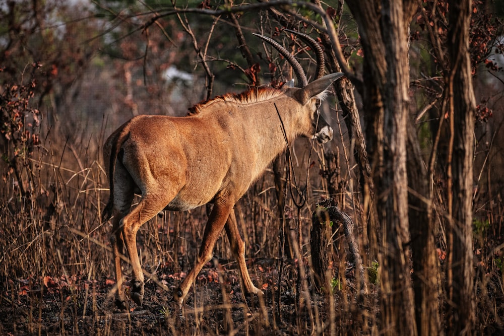 a gazelle is walking through the woods