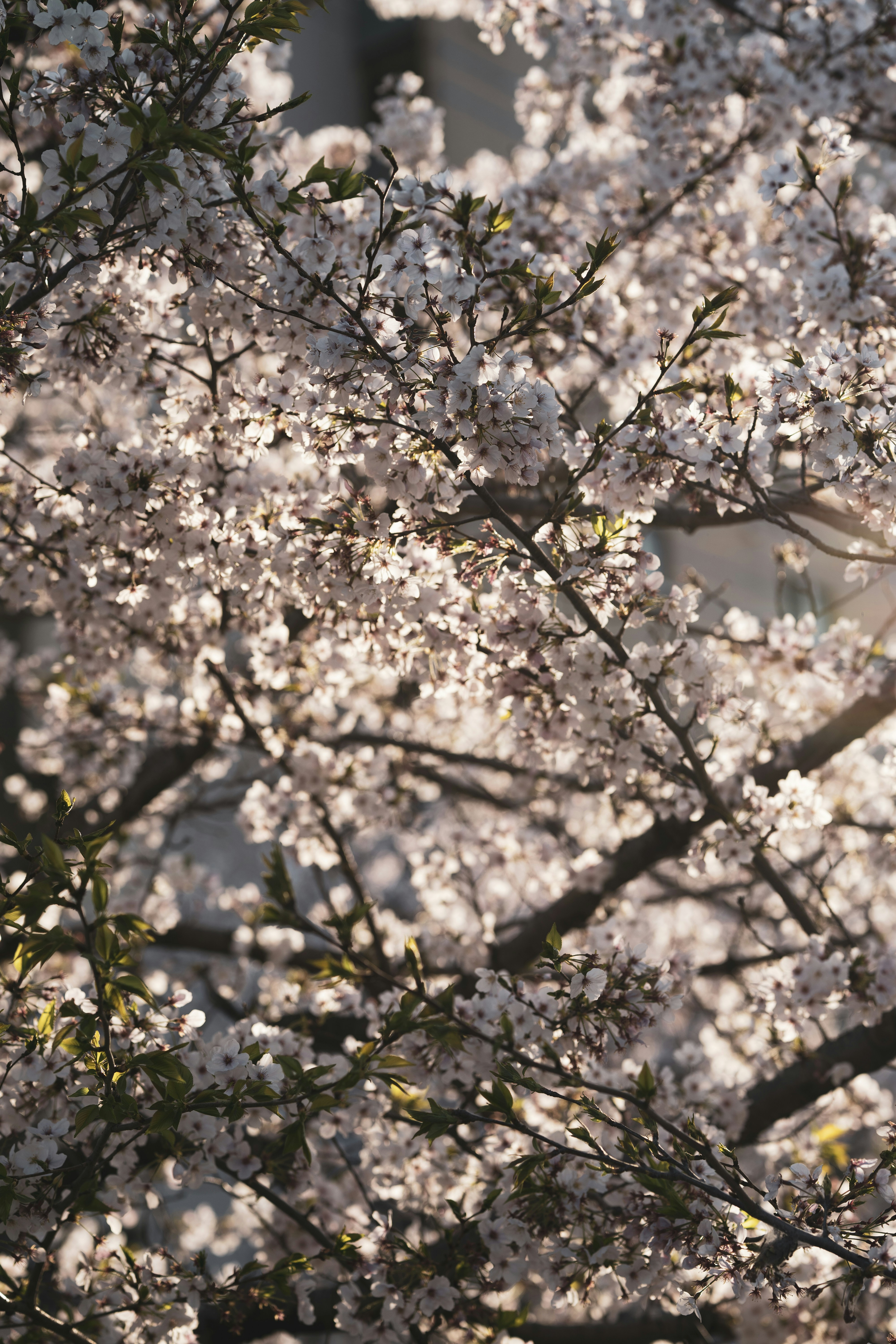 Photo by fabianbaechli