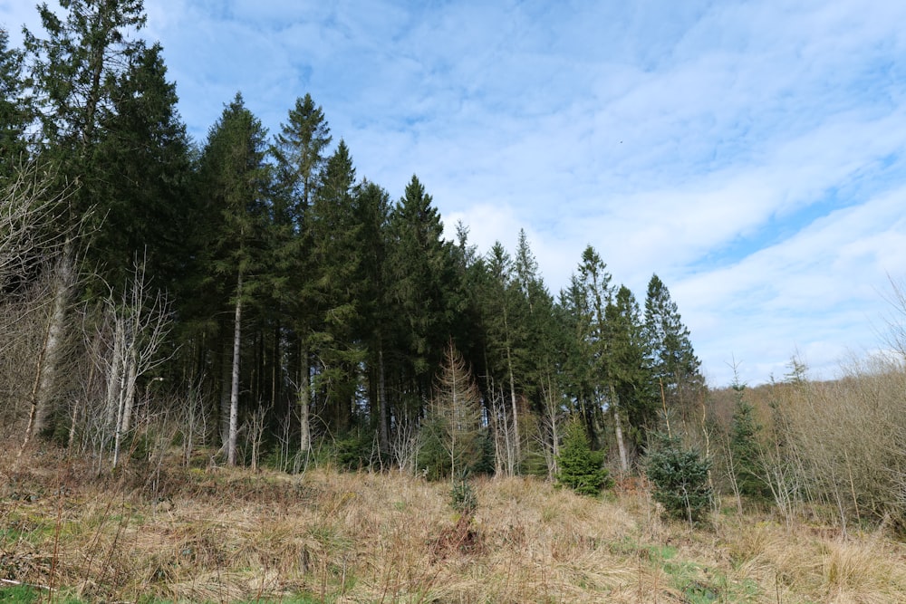 a field with a lot of trees in the background