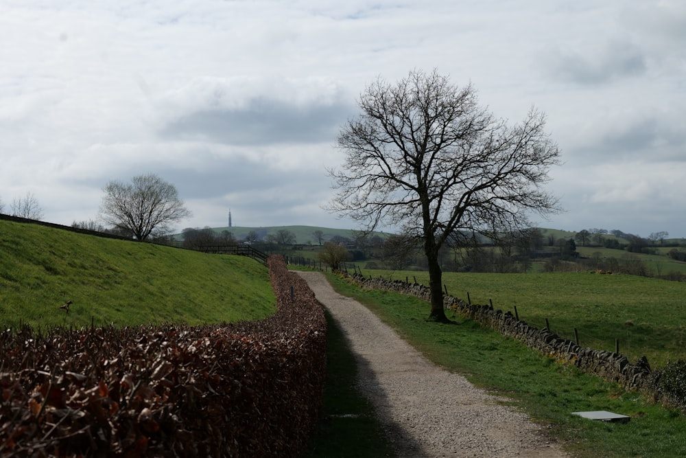 a dirt road with a tree on the side of it