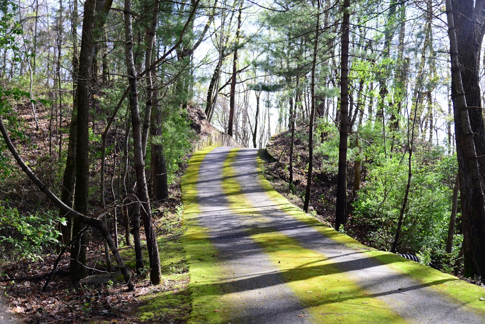 a dirt road in the middle of a forest