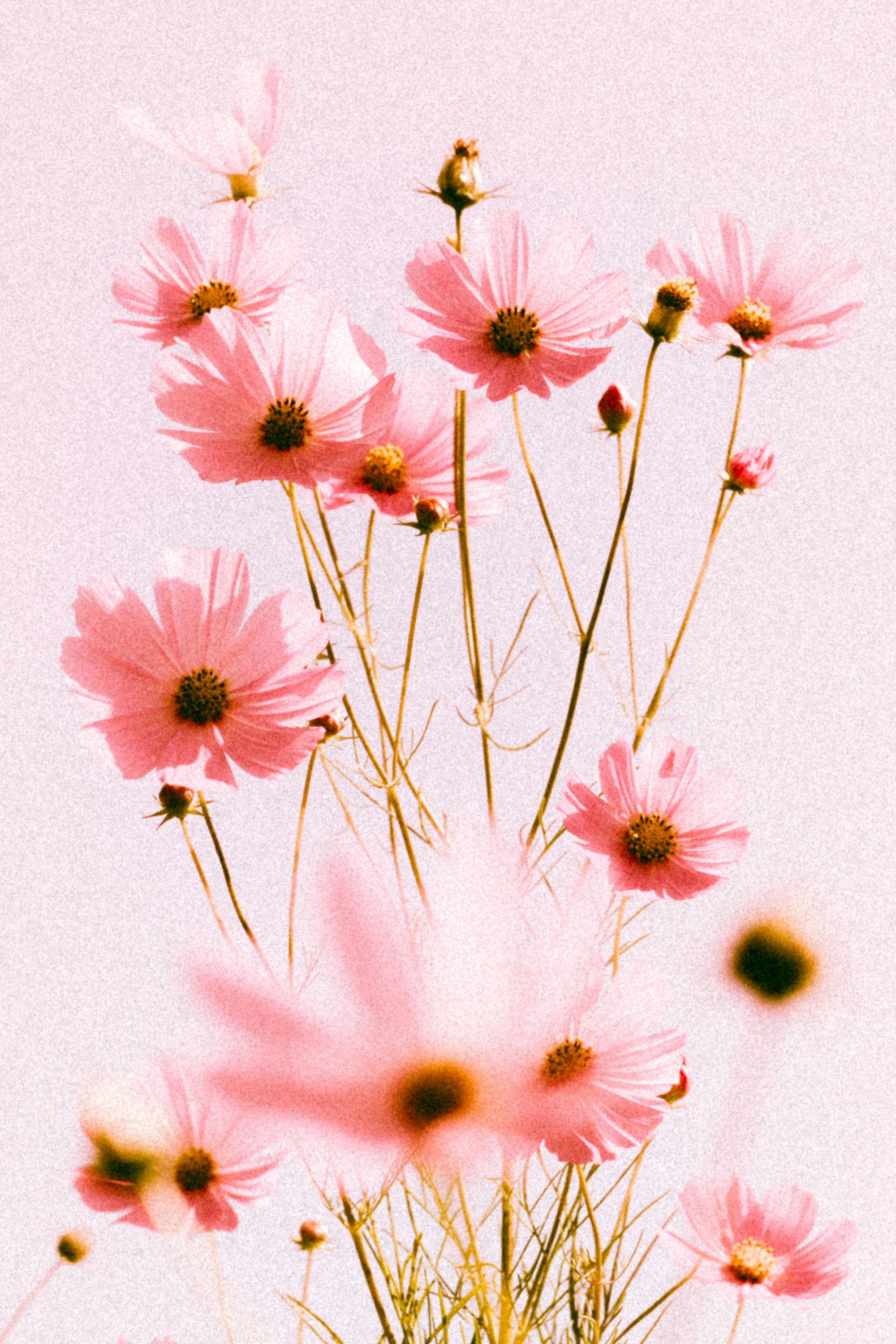 A vase filled with pink flowers on top of a table photo – Free Pink Image  on Unsplash, image size:3000x4500