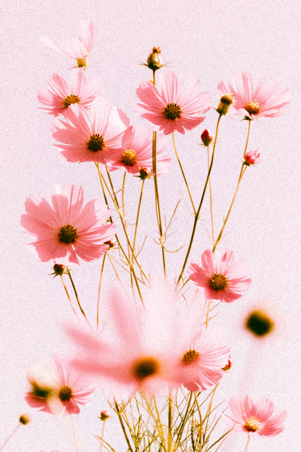 a vase filled with pink flowers on top of a table