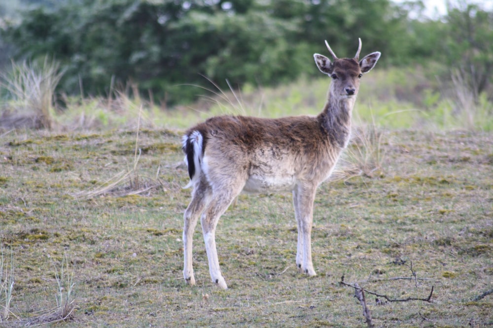 a deer standing on top of a grass covered field