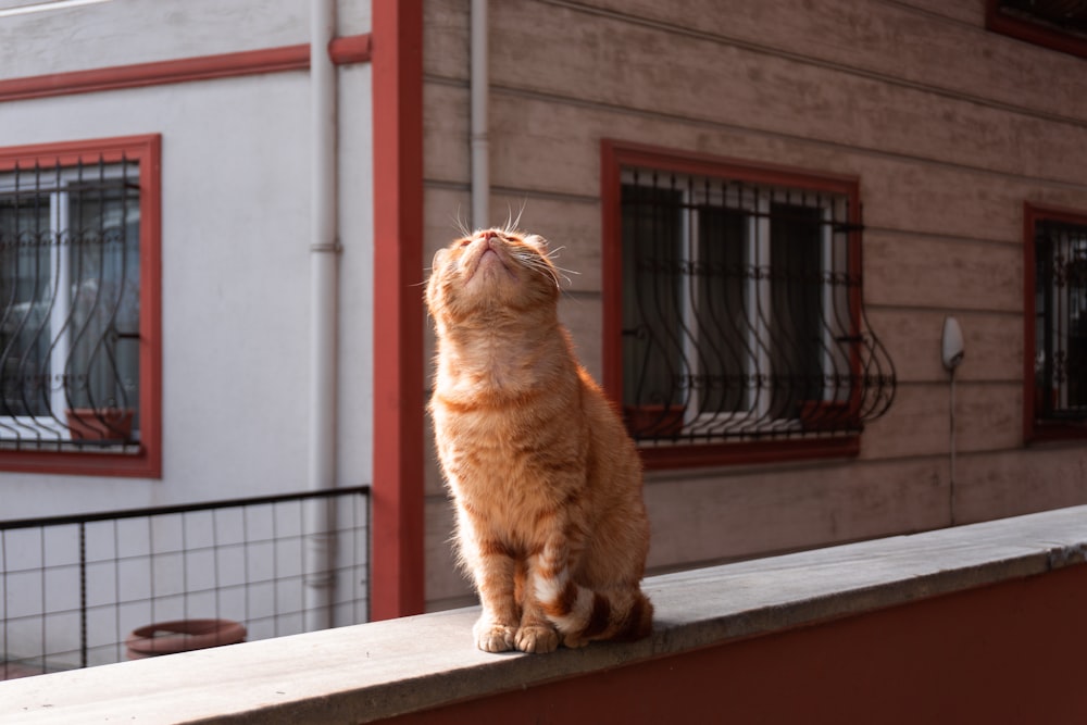 a cat sitting on a ledge looking up