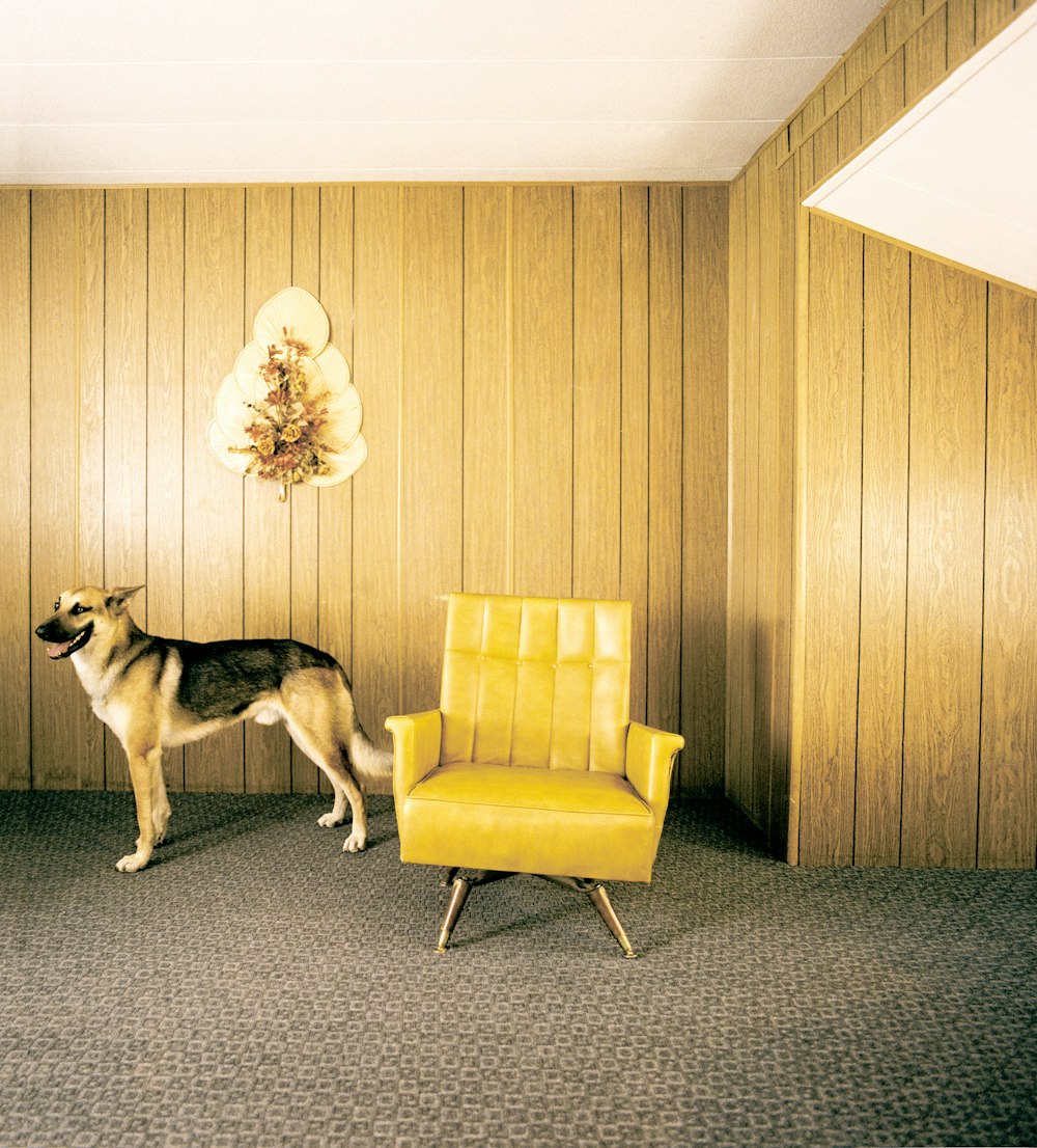 a dog standing next to a yellow chair in a room