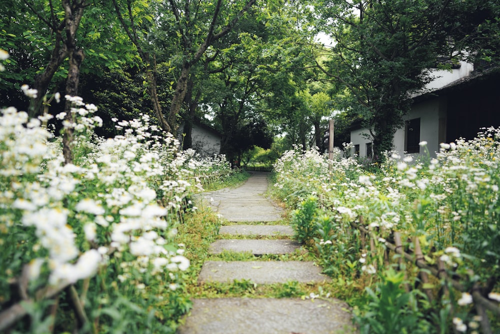 a path in the middle of a garden with white flowers