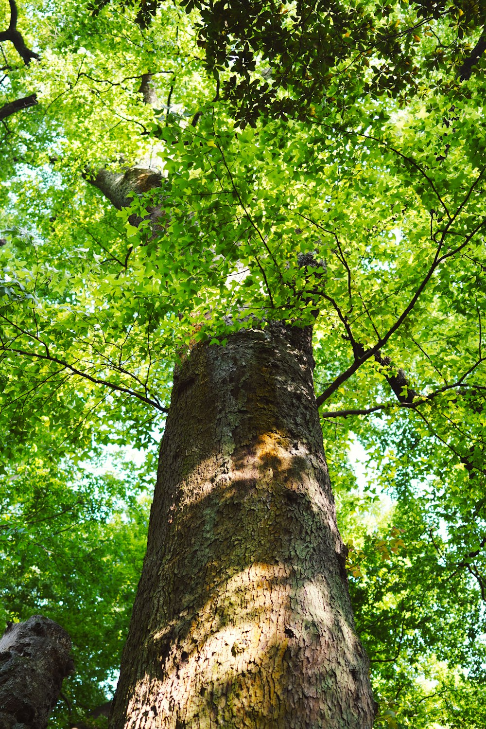 a tall tree in the middle of a forest