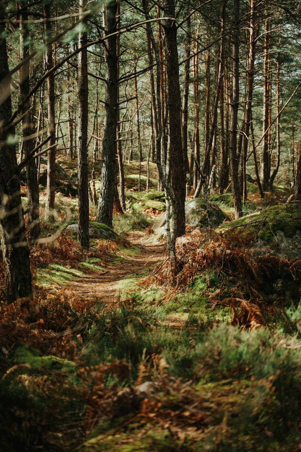 a path through a forest with lots of trees