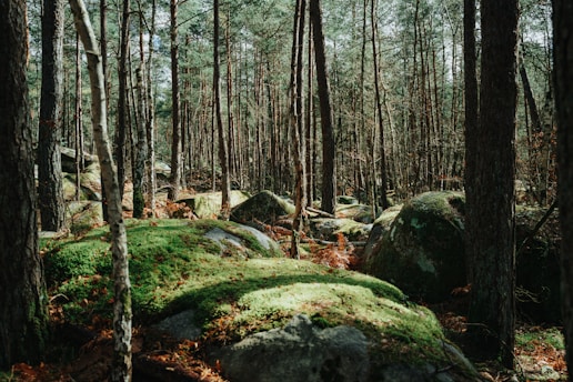 a forest filled with lots of green moss covered rocks