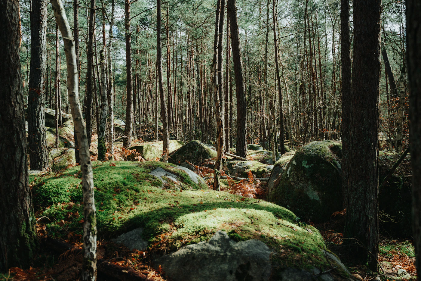 Forêt de Fontainebleau et ses rochers couverts de mousse