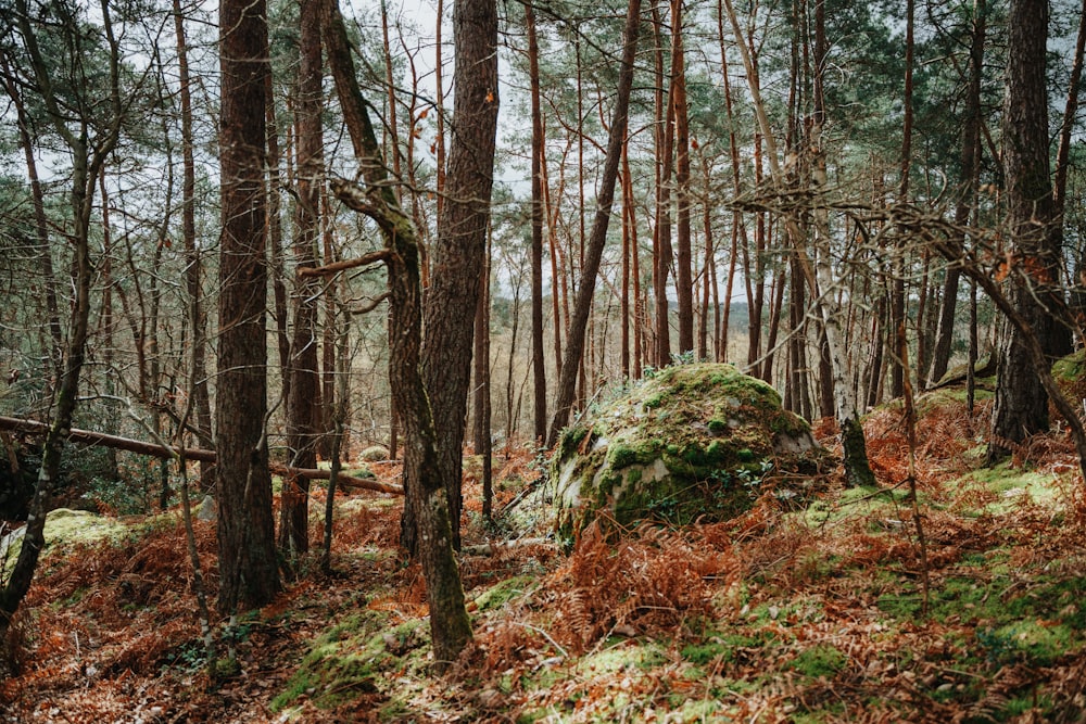 a moss covered rock in the middle of a forest