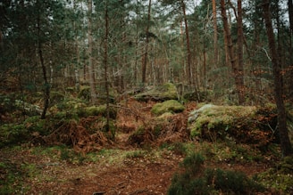 a forest filled with lots of green trees