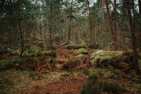 a forest filled with lots of green trees