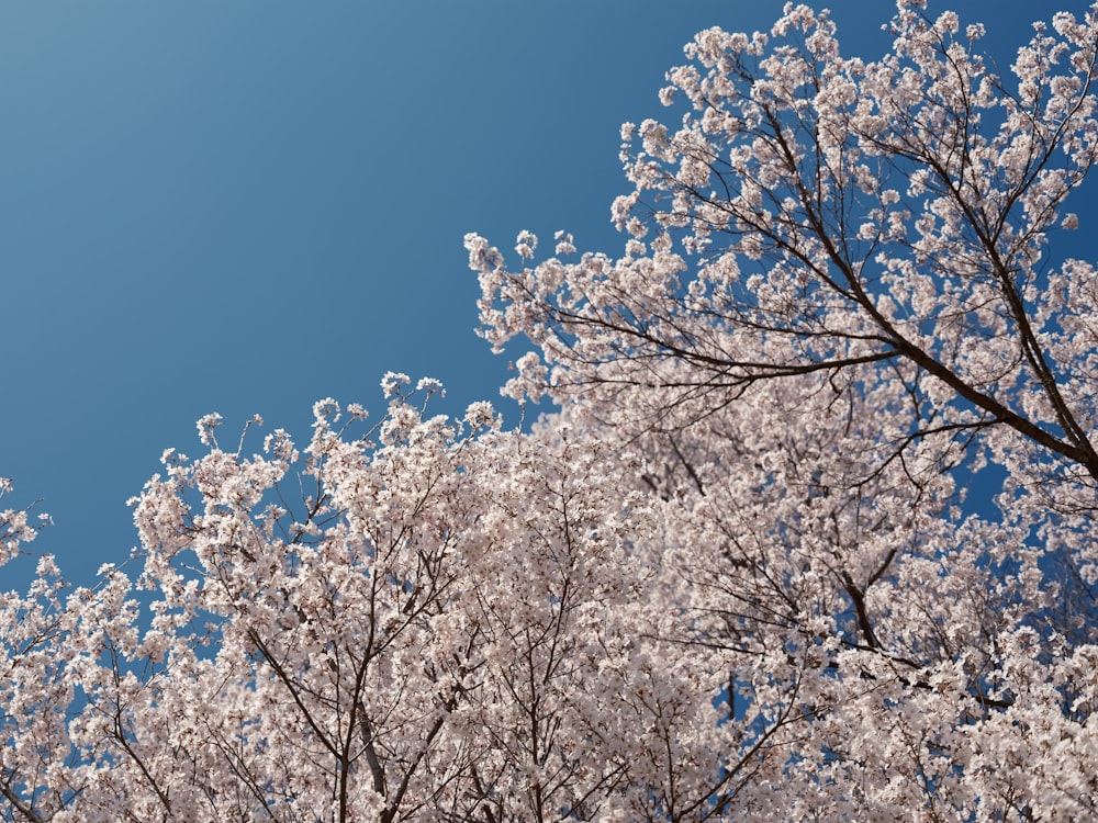 a group of trees with white flowers on them