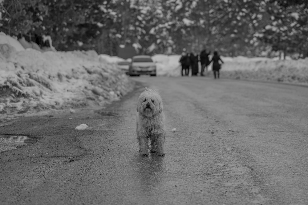 a small white dog standing in the middle of a road