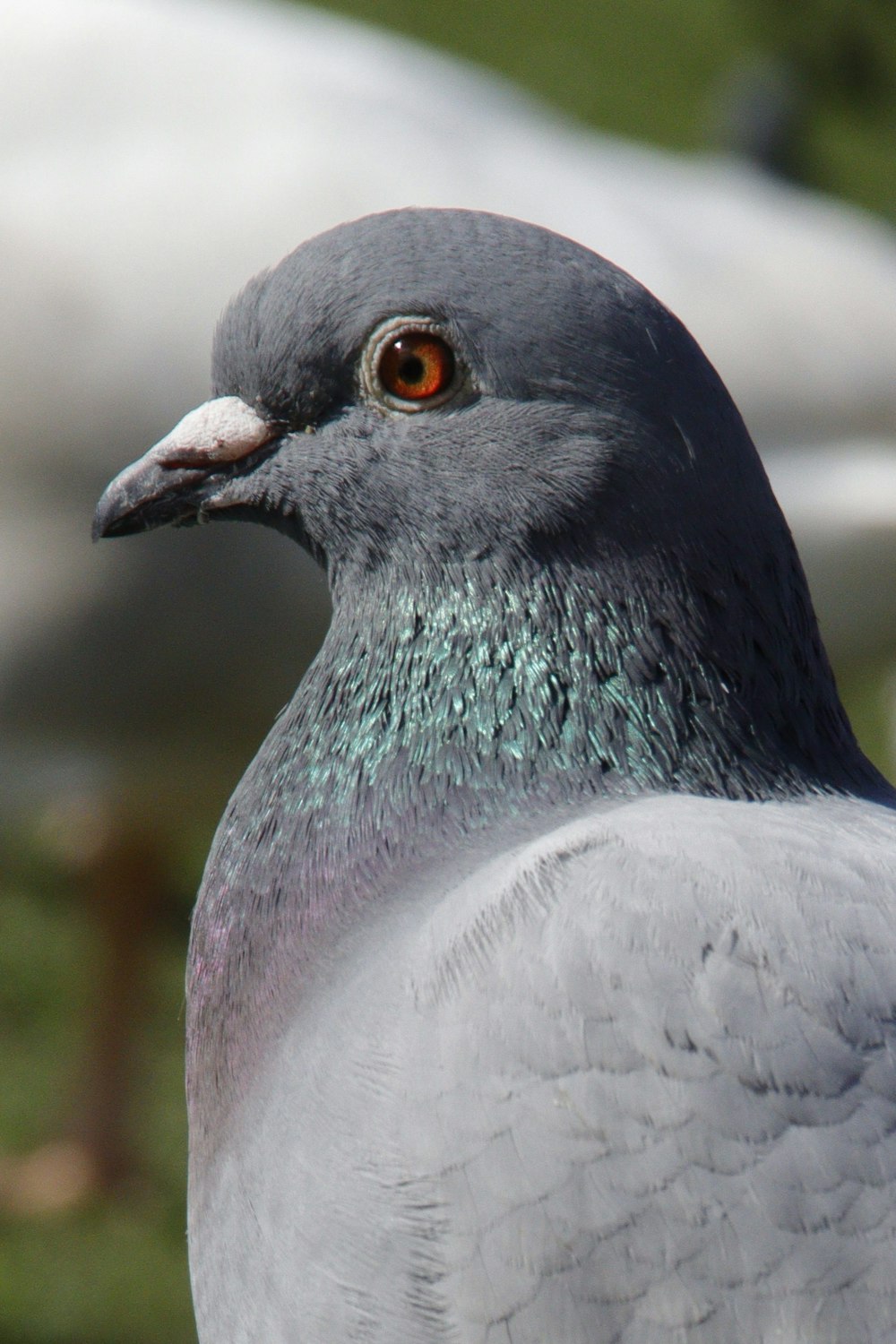 a close up of a pigeon with other birds in the background