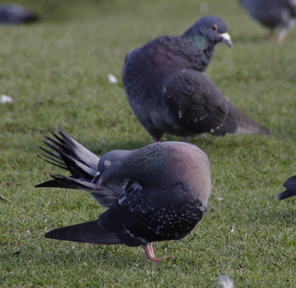 a flock of pigeons standing on top of a lush green field