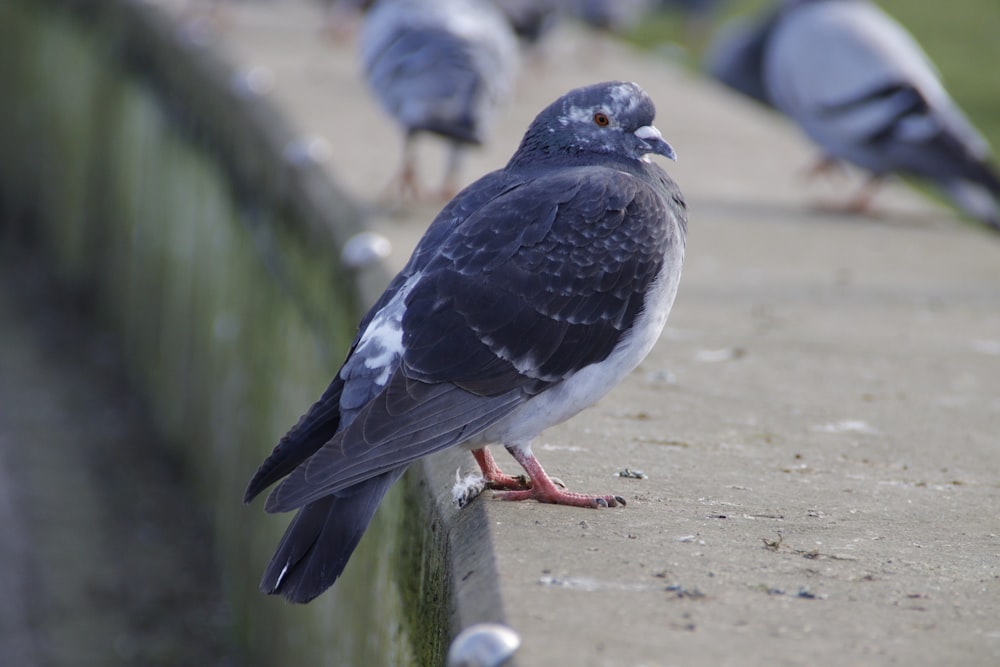 a group of birds standing on a cement wall