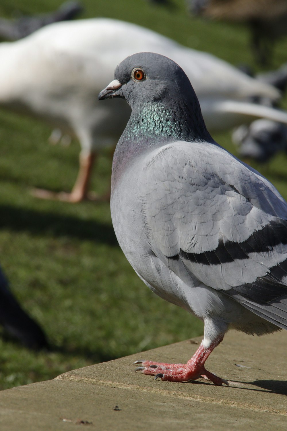 a pigeon standing on a ledge in a park