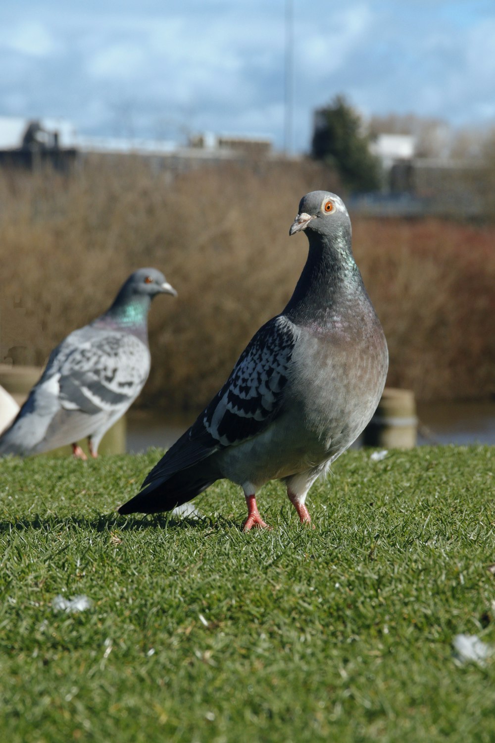 a couple of birds standing on top of a lush green field