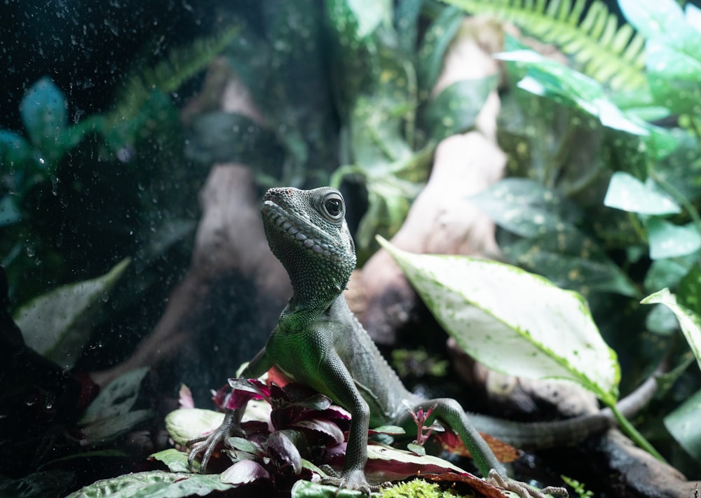 a small lizard sitting on top of a lush green plant