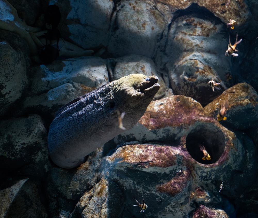 an animal that is laying down on some rocks