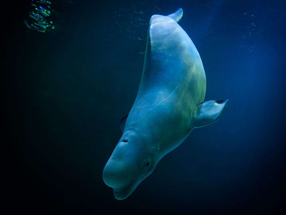 a large white fish floating in the water