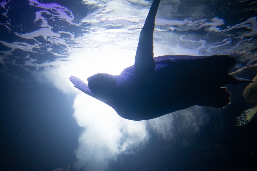 an underwater view of a sea turtle swimming in the water