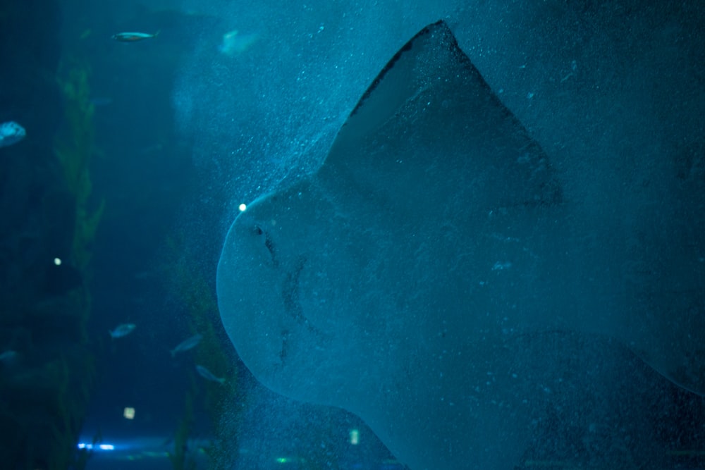 a large fish swimming in an aquarium