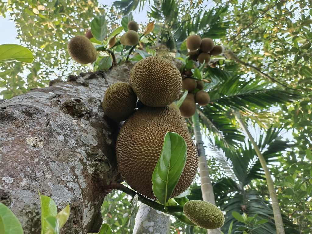 Fruits Mûrs Bio