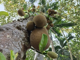 A close-up view of a fruit tree with large, textured fruits growing directly from the trunk. The fruits have a brown, spiky exterior and are surrounded by lush green leaves. Sunlight filters through the dense canopy of leaves above, creating a natural, serene setting.