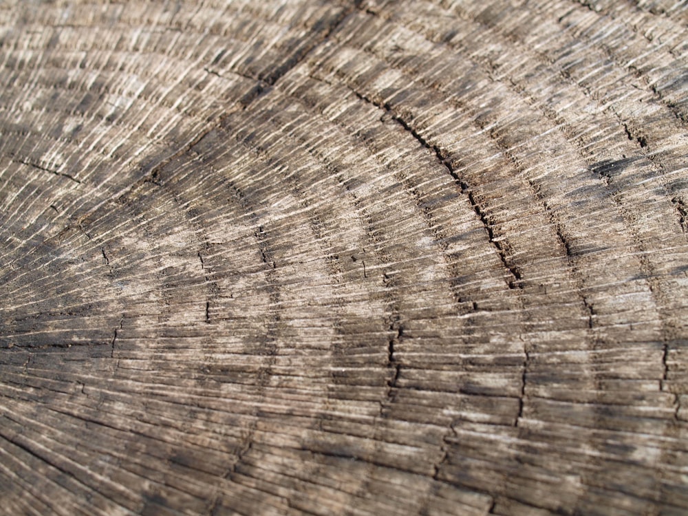 a close up view of a tree trunk