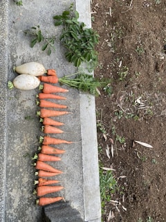 Rows of carrots and onions planted side by side in rich soil.