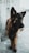 A large, dark-coated dog stands on a concrete surface. The fur is mainly dark brown with shades of black, especially around the face and ears, giving a lush and thick appearance. The dog's tongue is slightly out, and it appears attentive and calm. The background consists of a blurred concrete wall and railing.