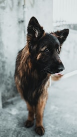 A large, dark-coated dog stands on a concrete surface. The fur is mainly dark brown with shades of black, especially around the face and ears, giving a lush and thick appearance. The dog's tongue is slightly out, and it appears attentive and calm. The background consists of a blurred concrete wall and railing.